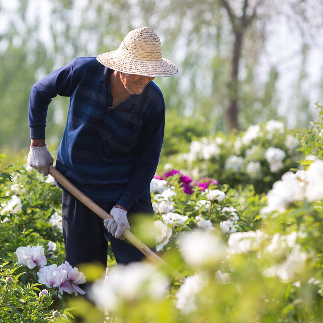 kl_peony_active-ingredient_field_plant_2019 -22-